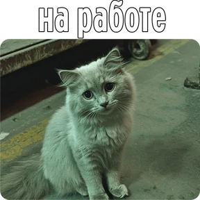 Котаны №68