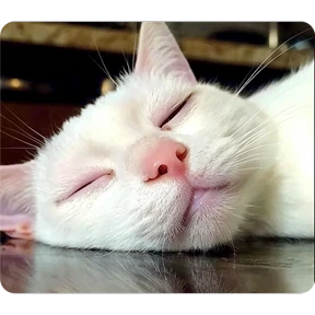 Котаны №72