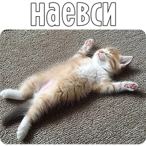Котаны-2 №41