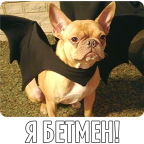 Собакены №51
