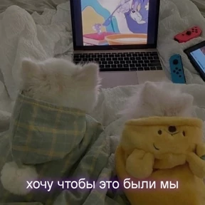 Кис кис №4