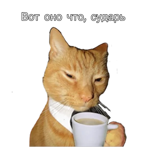 Котики №15
