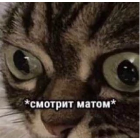 Котики №12