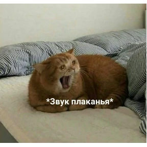Котики №27
