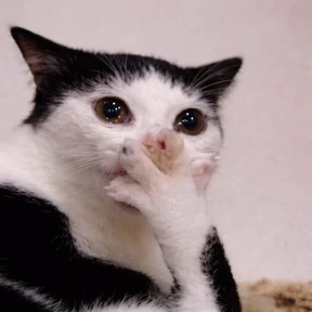 Котики №40