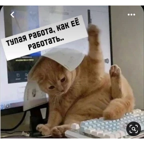 Котики №43