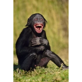 Monkey №11