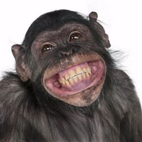 Monkey №13