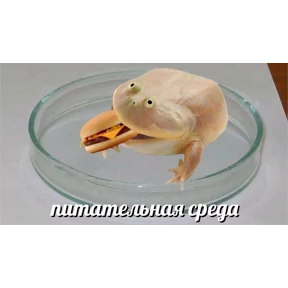 томатный макс №2