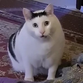Котечки №5