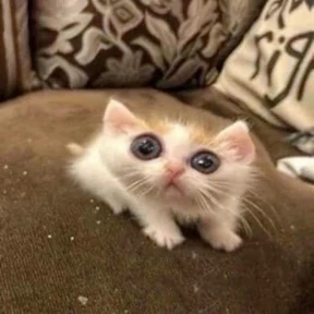 Котечки №11