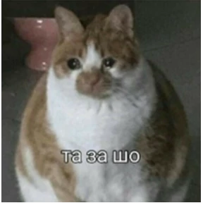 Котечки №24