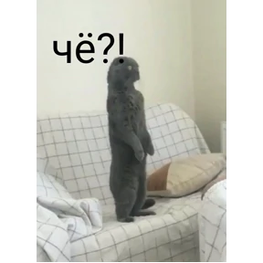 Кошаки №41