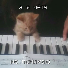 Кошаки №42