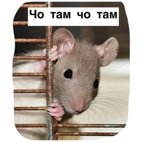 Крыски №4