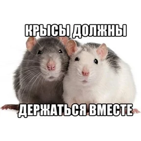 Крыски №34