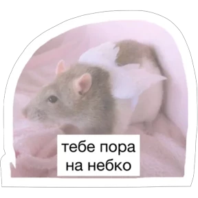 Крыски №47