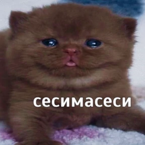 резедулькины переговоры №10