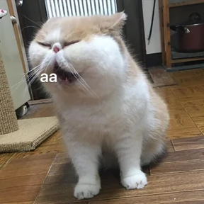 Коты на каждый день №16