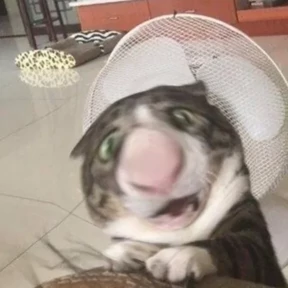 Коты на каждый день №14