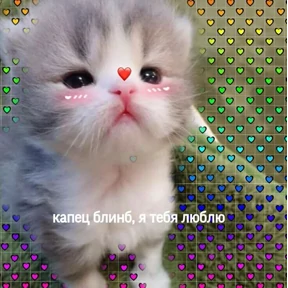Мяу №24