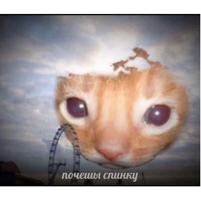 котёнки №24