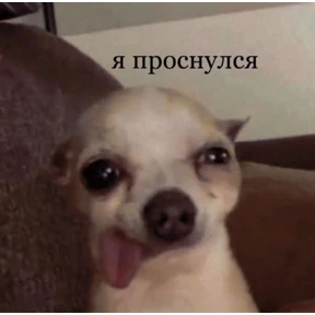 Мяу №9
