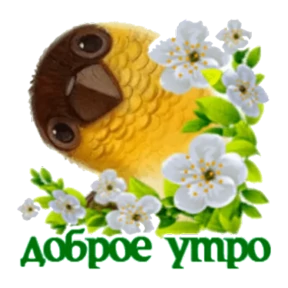 Доброе утро №28