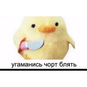 стикосы №8