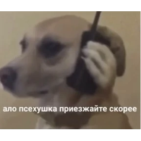 стикосы №9