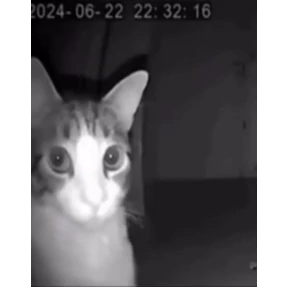 Кэты и пэсы №5
