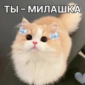 Стикербум_кошки №3