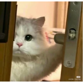 Пиу пиу №54