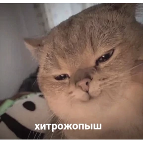 Котики №32