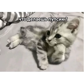 Котики №42
