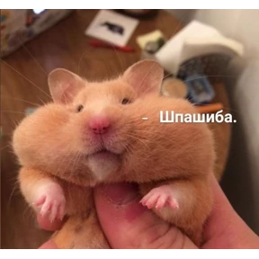 Котики №5