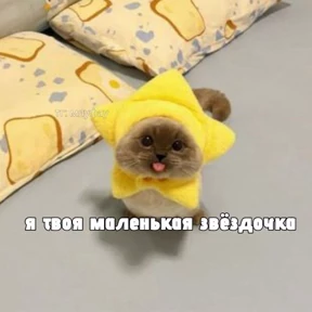 Котики №21
