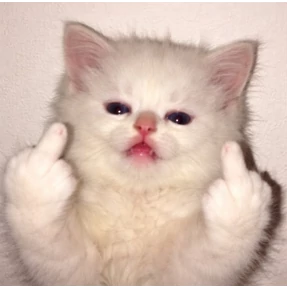 Котики №27