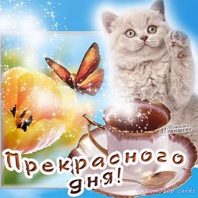 чил №4
