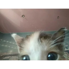 котики для котёночка №41