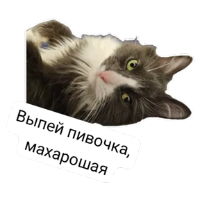 Крысиные №43