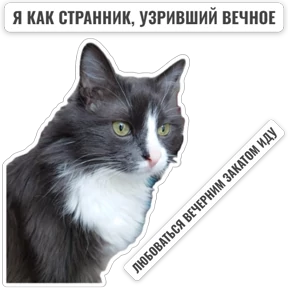 Крысиные №53
