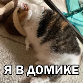 Кот и Пёс №5