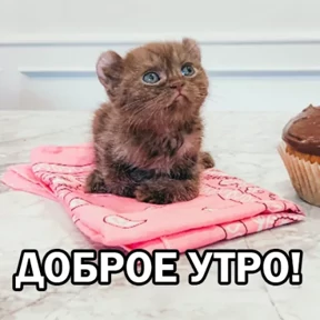 Кот и Пёс №3