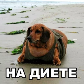 Кот и Пёс №16