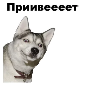 Собаки-мемы 2 №18