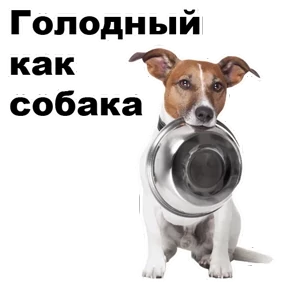 Собаки-мемы 2 №4