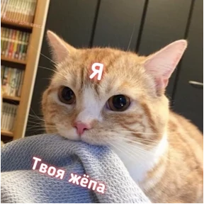 коты еноты ёжики №31