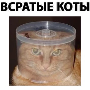Пятничные животные №1