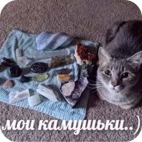 Смешные котятки №8